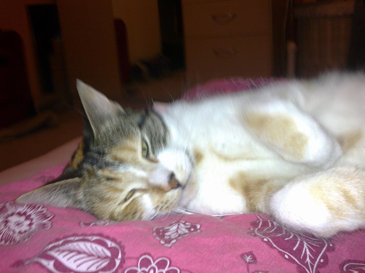 Huskat Duchees billede 5