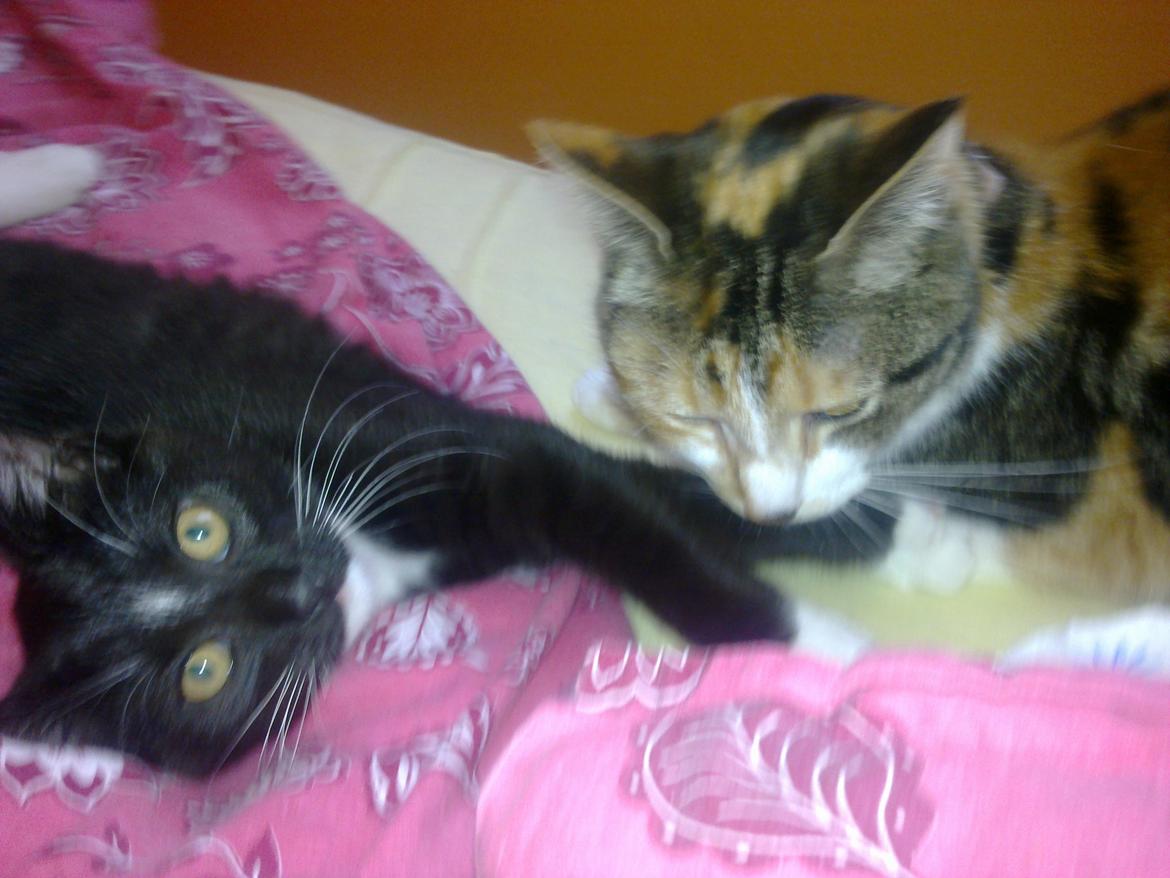 Huskat Duchees - Duchees men en af de små dengang vi fik killinger  billede 7