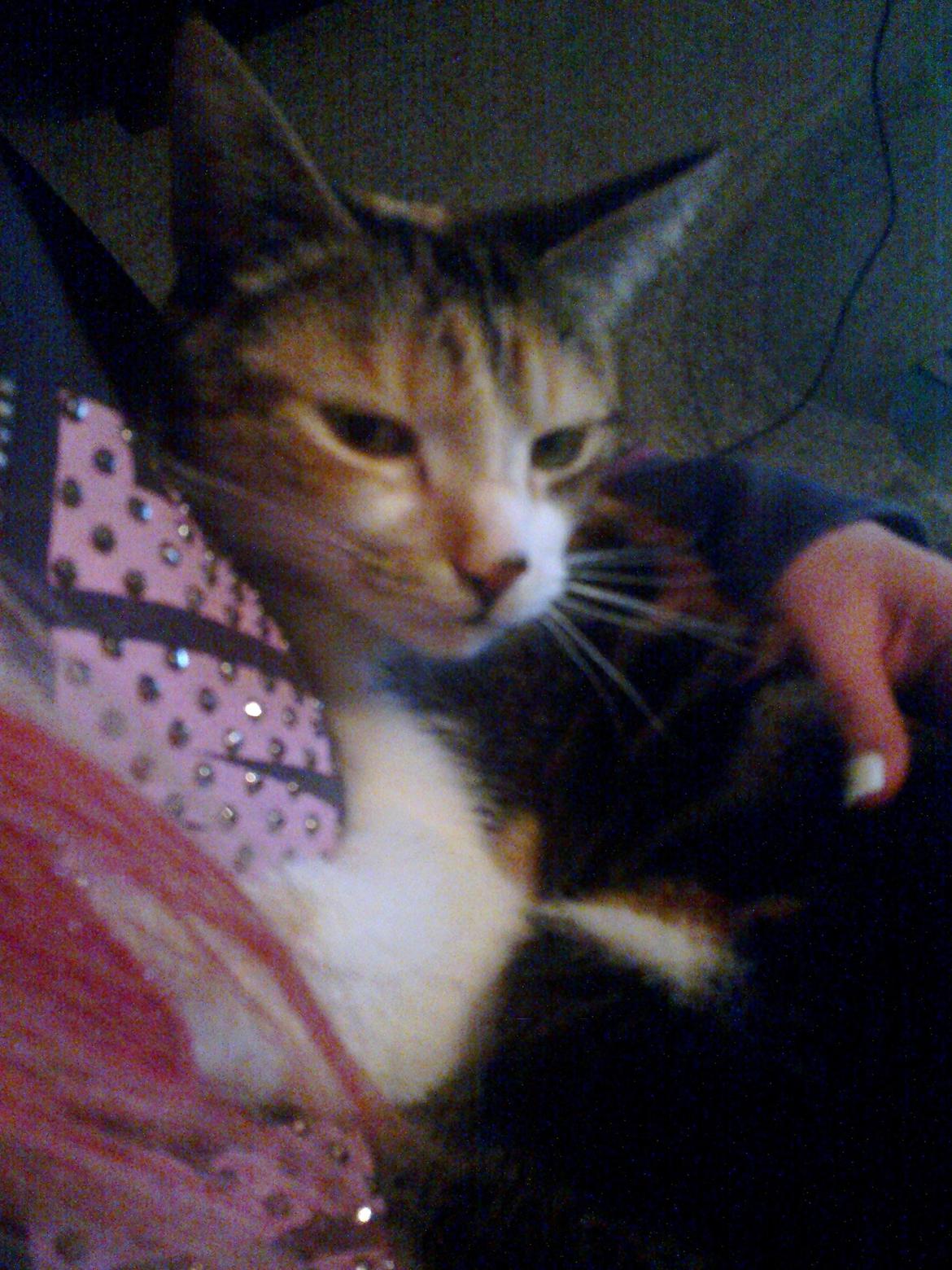 Huskat Duchees billede 8