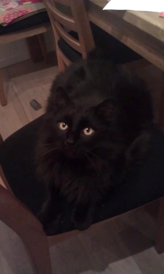 Maine Coon Hr. Brun billede 1