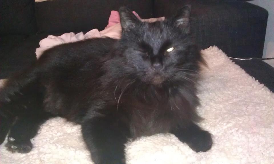 Maine Coon Hr. Brun billede 2