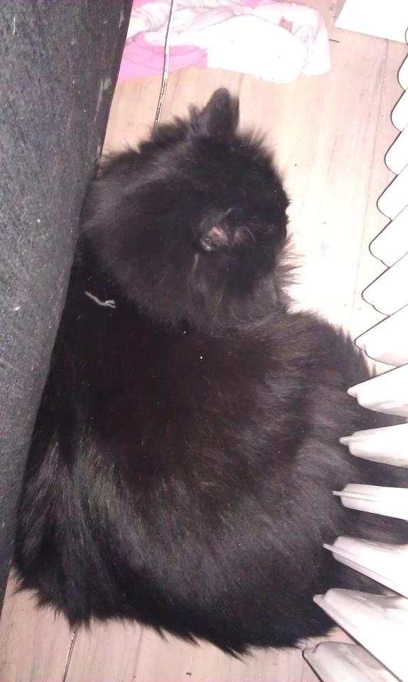 Maine Coon Hr. Brun billede 3