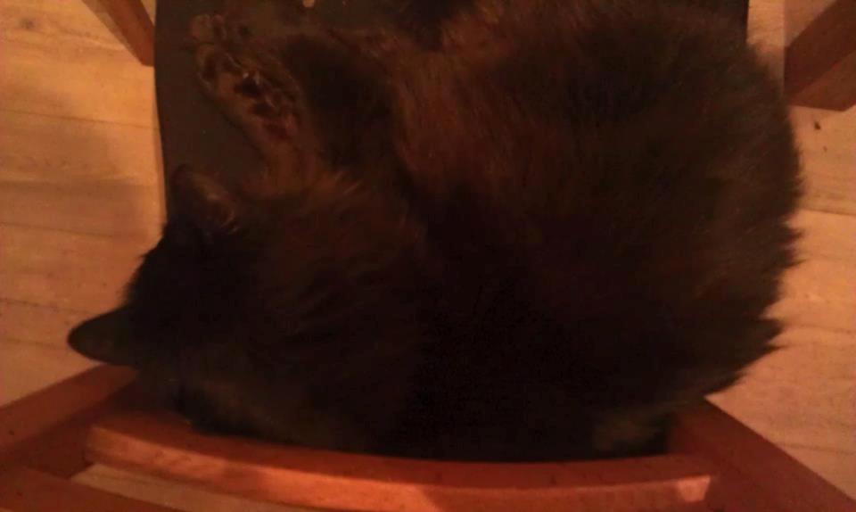 Maine Coon Hr. Brun billede 4