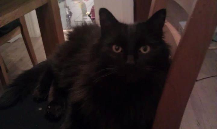 Maine Coon Hr. Brun billede 5