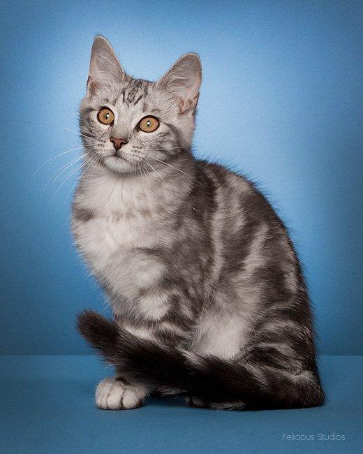 Europé Eife's Ebenezar McCoy - McCoy 16 uger billede 8