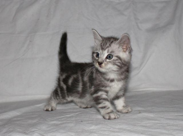 Europé Eife's Ebenezar McCoy - 5 uger gammel billede 13