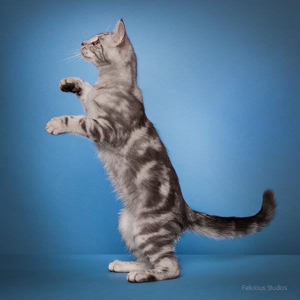 Europé Eife's Ebenezar McCoy - McCoy 16 uger billede 16