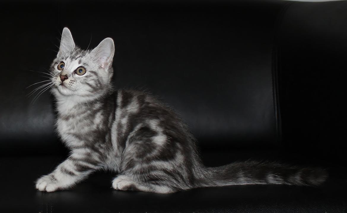 Europé Eife's Ebenezar McCoy - 10 uger billede 17