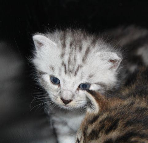 Europé Eife's Ebenezar McCoy - 3 uger billede 18