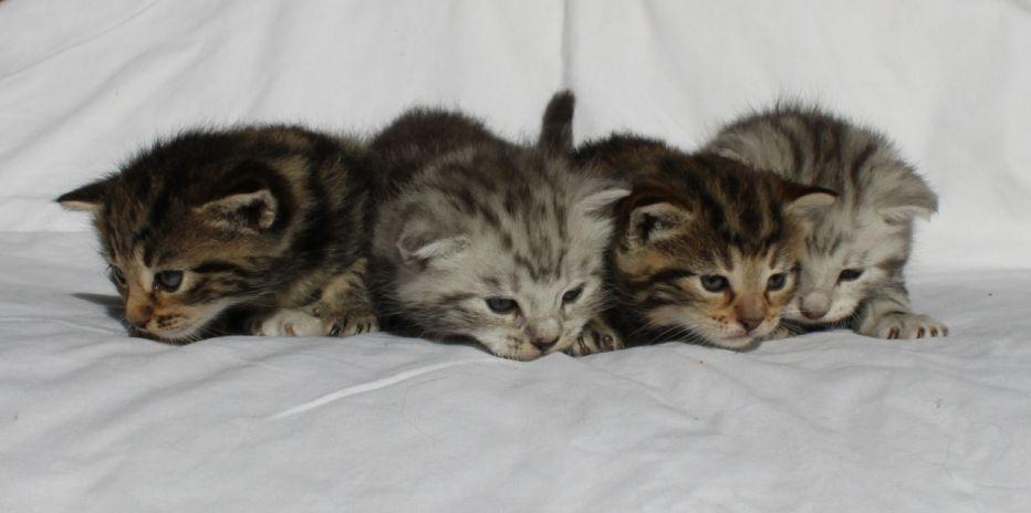 Europé Eife's Ebenezar McCoy - Ivy, McCoy, Lasciel og Bob - 3 uger
 billede 19