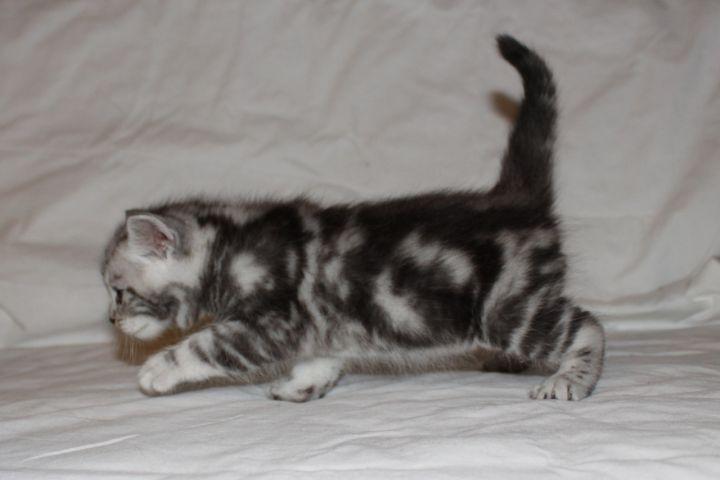 Europé Eife's Ebenezar McCoy - 4 uger billede 21