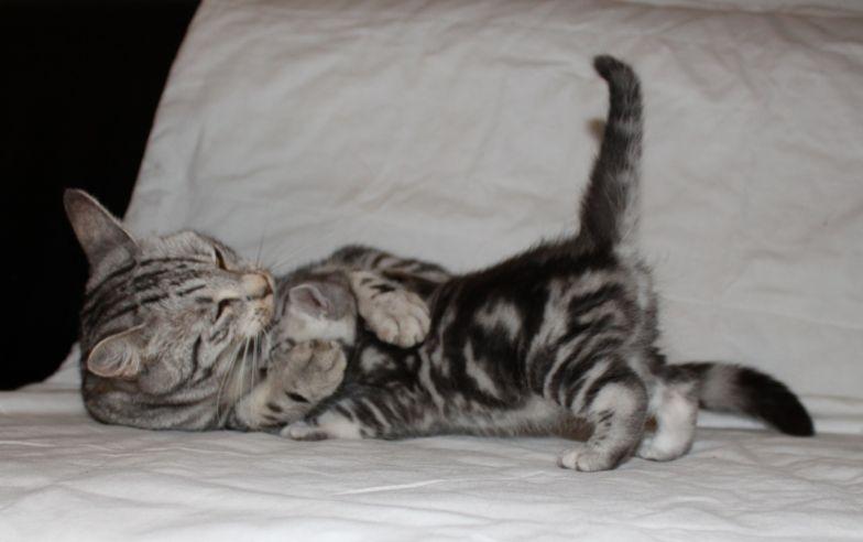 Europé Eife's Ebenezar McCoy - En lille vasketur - 4 uger billede 23