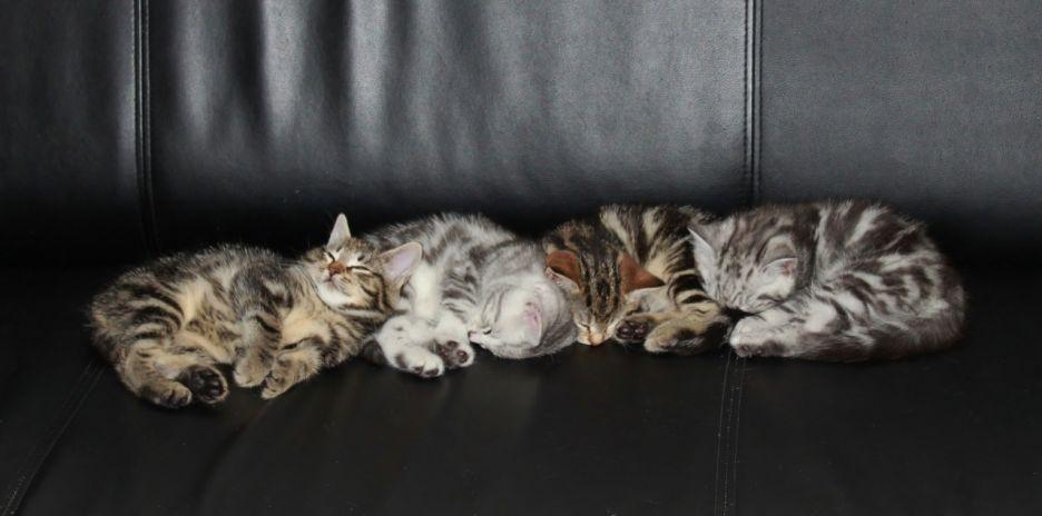 Europé Eife's Ebenezar McCoy - Alle fire - 7 uger billede 27