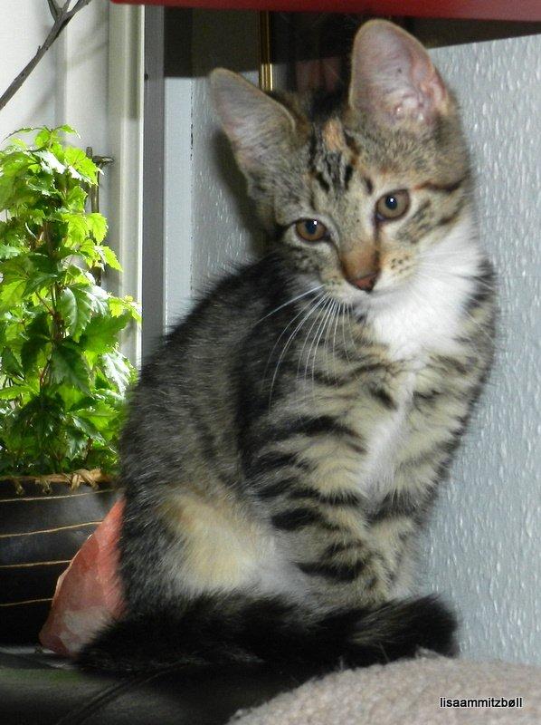 Blanding af racer Pi - lille Pi 12 uger gammel og igang med at undersøge sit nye hjem billede 1