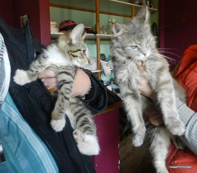 Blanding af racer Pi - Pi tager afsked med sin mor, der tydeligt viser at det er hun slet ikke ked af billede 2