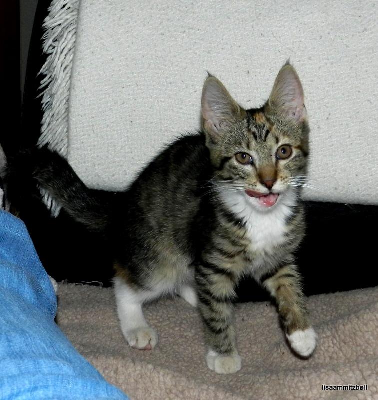 Blanding af racer Pi - finder et rart sted hvor hun kan ordne pelsen billede 5