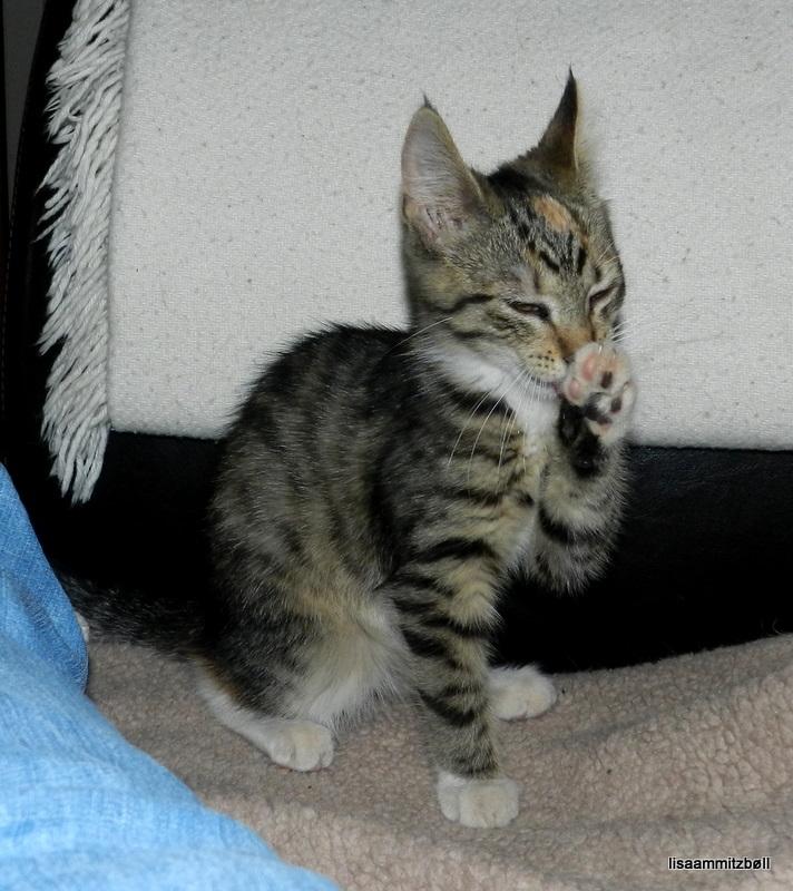 Blanding af racer Pi billede 6