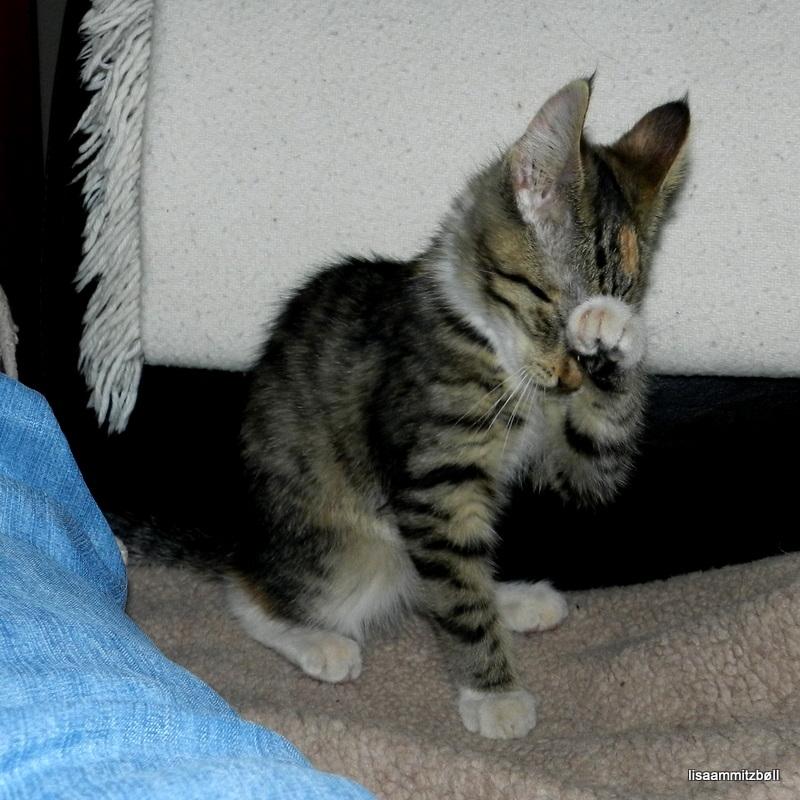 Blanding af racer Pi billede 7