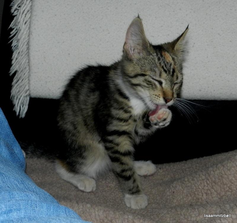 Blanding af racer Pi billede 8