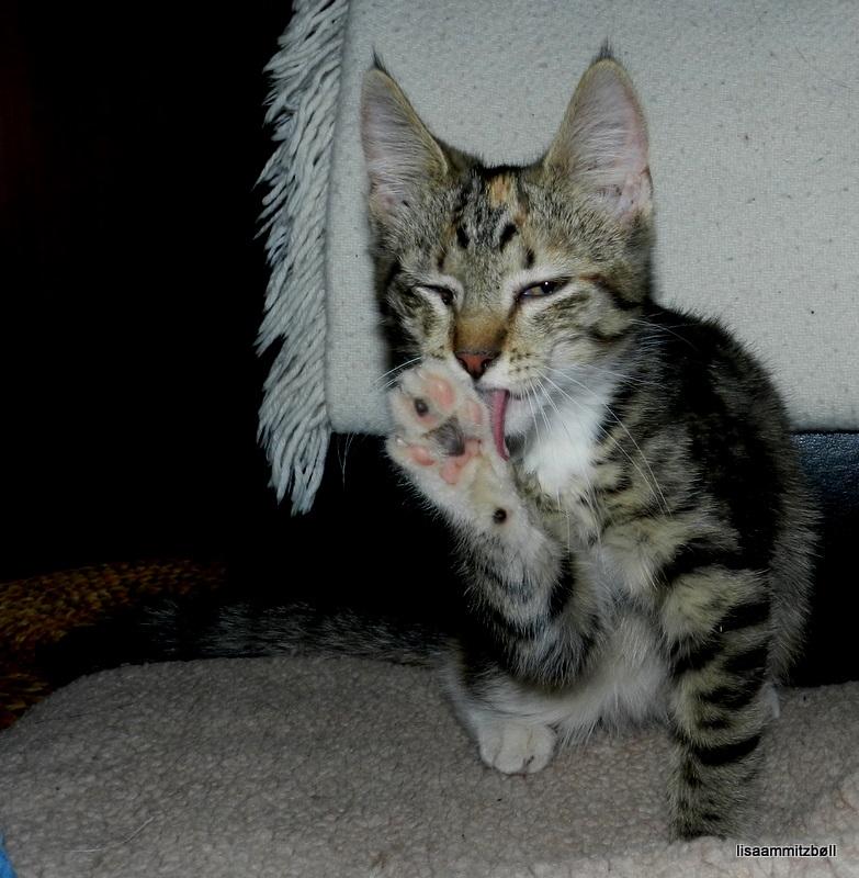 Blanding af racer Pi billede 9