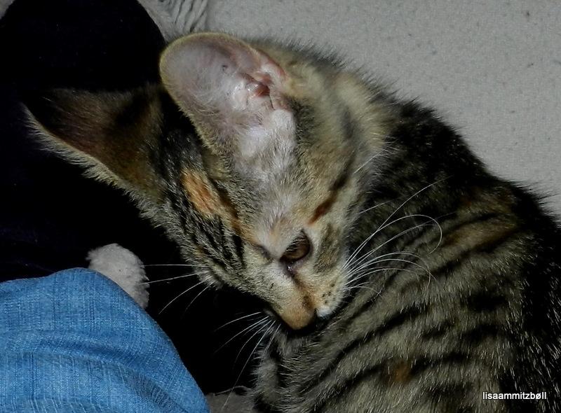 Blanding af racer Pi billede 10