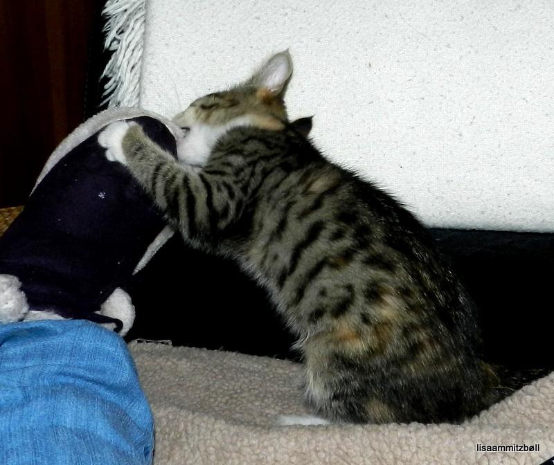 Blanding af racer Pi - leger med et par bevægelige hjemmesko, der kan tåle klør og tænder billede 11