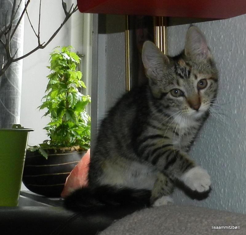 Blanding af racer Pi - Tør jeg gå op til min nye mor, ser hun ud til at tænke billede 12