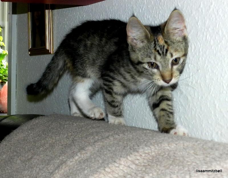 Blanding af racer Pi - og hun vover pelsen billede 13