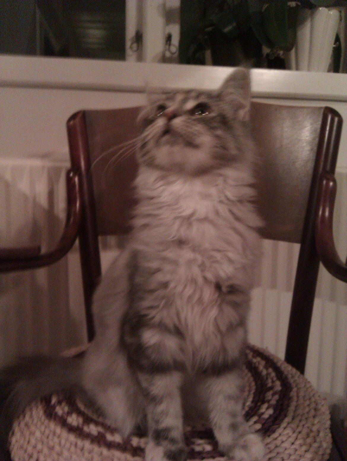 Maine Coon DK Skovlycoon Wendy - Wendy 4 mdr. billede 2