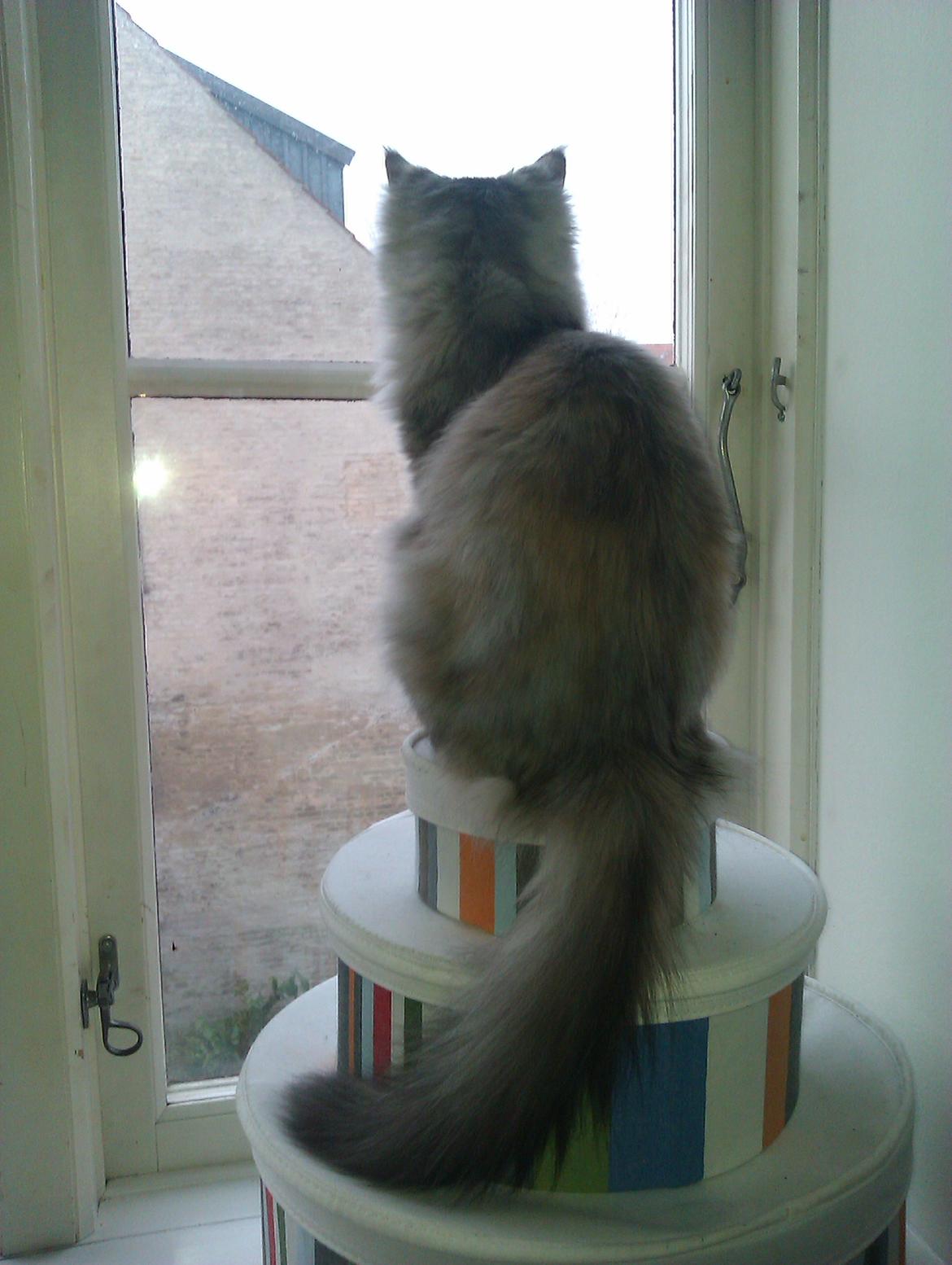 Maine Coon DK Skovlycoon Wendy - Sker der noget spændende udenfor? - 4 mdr. billede 14