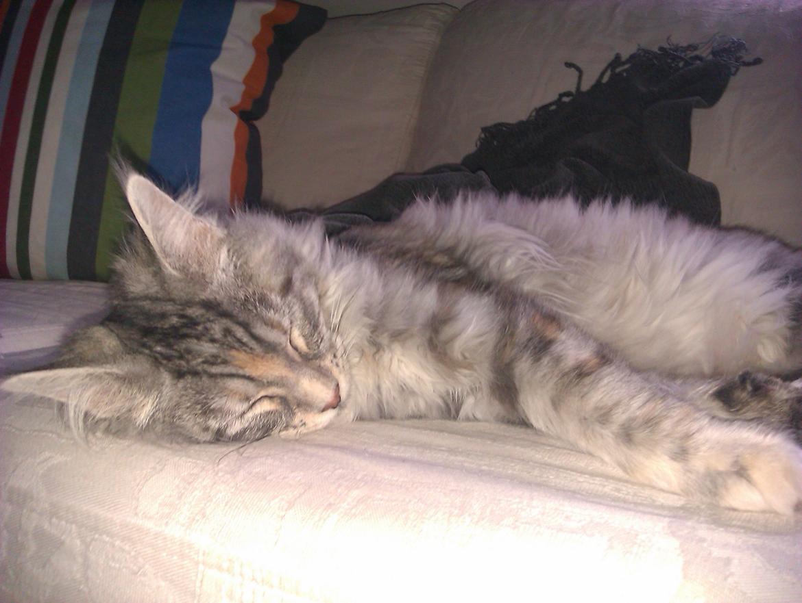 Maine Coon DK Skovlycoon Wendy - Får en lur på sofaen - 4 mdr. billede 16