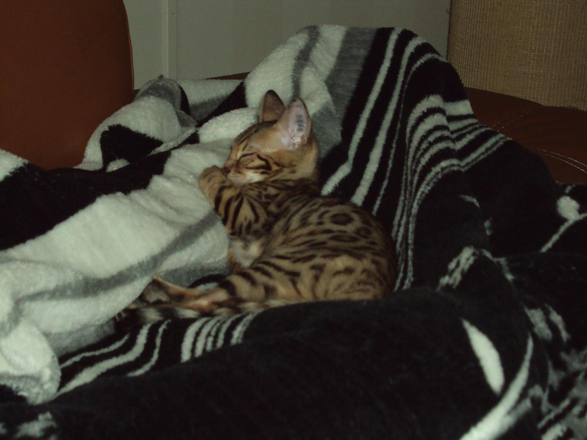 Bengal Wild - Diamond. Captain of Cuba billede 4