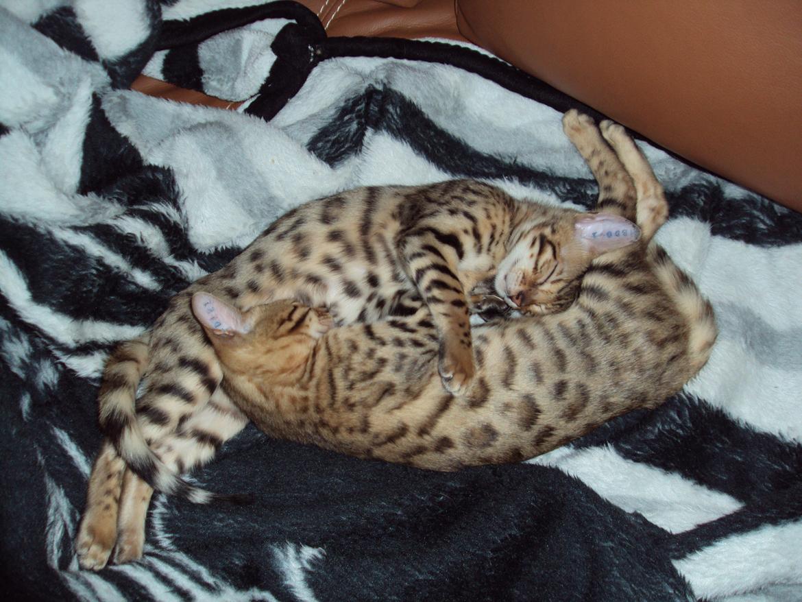 Bengal Wild - Diamond. Captain of Cuba - Cuba som hygger med søster. Cuba ses til venstre billede 5