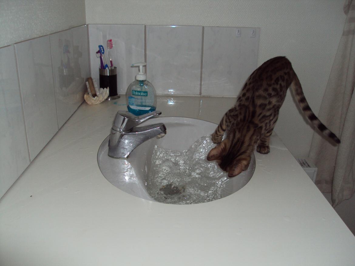 Bengal Wild - Diamond. Captain of Cuba - Total yndlings beskæftigelse billede 6