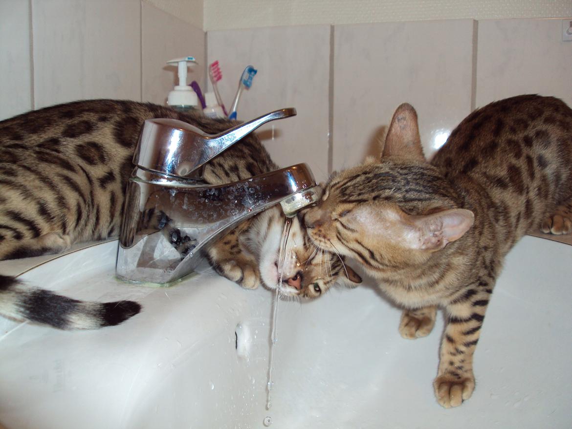 Bengal Wild - Diamond. Sheeva of Sahara - Hmm hun synes det er meget sjovt at drikke direkte fra vandhanen. billede 5