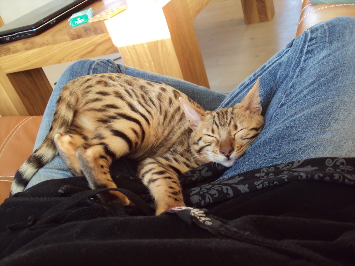 Bengal Wild - Diamond. Sheeva of Sahara - Puttetrold som kan klemmes ned alle steder :0) billede 6