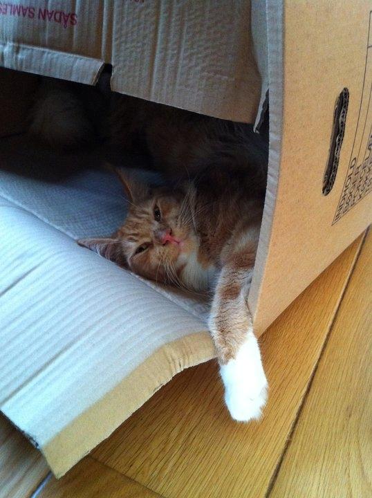 Maine Coon Napoleon billede 7