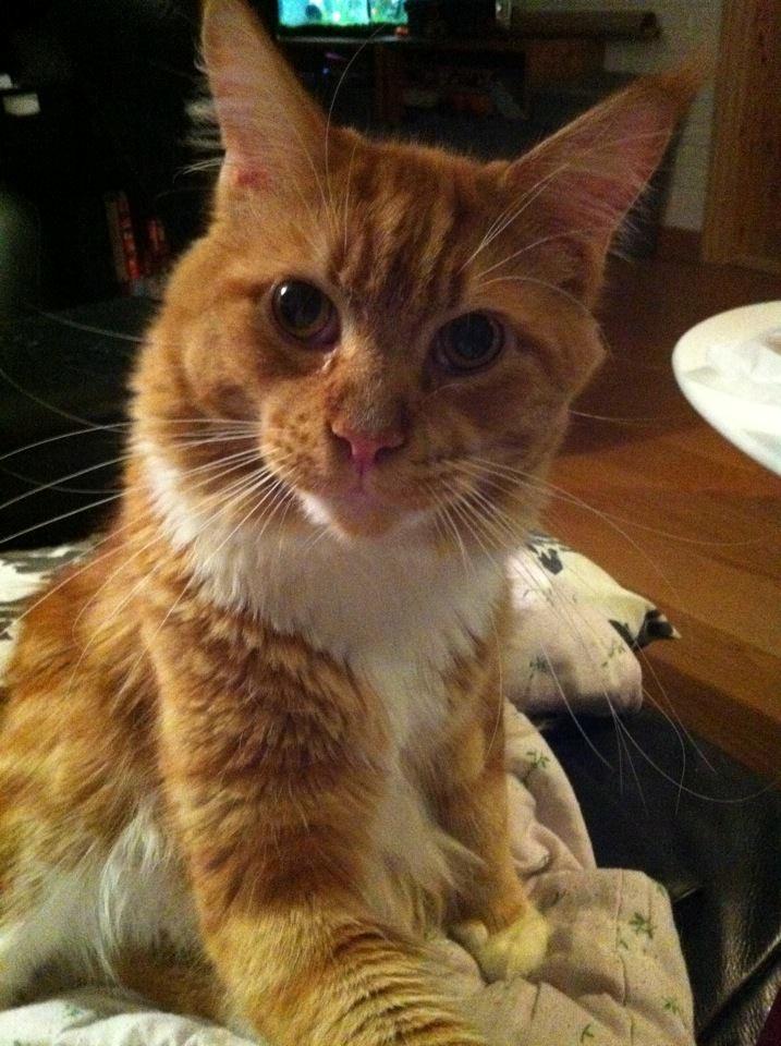 Maine Coon Napoleon billede 8