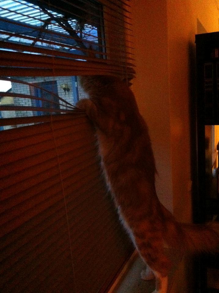 Maine Coon Napoleon billede 9