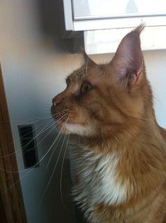 Maine Coon Napoleon billede 10