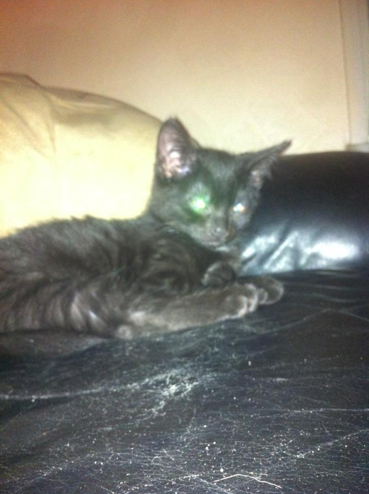 Huskat Luke - Luke igår  billede 1