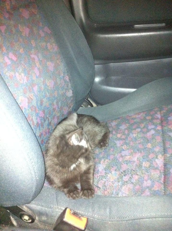 Huskat Luke billede 2