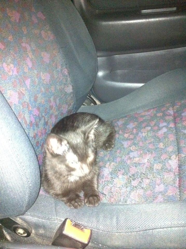 Huskat Luke billede 3