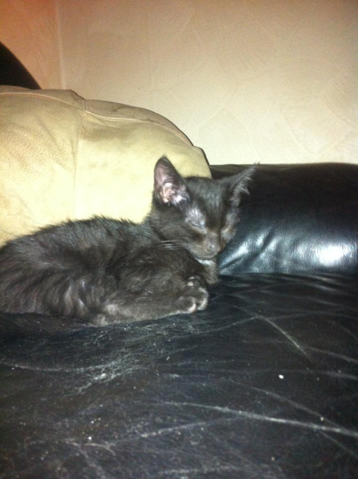 Huskat Luke billede 4