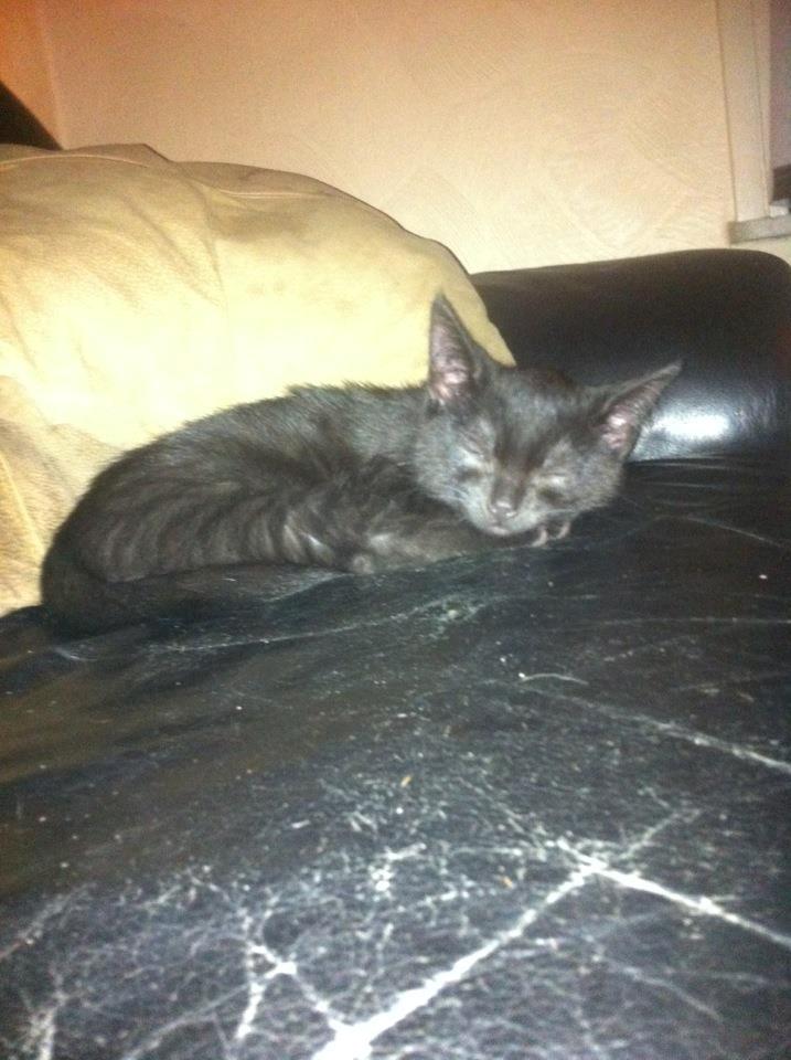 Huskat Luke - igår
 billede 5