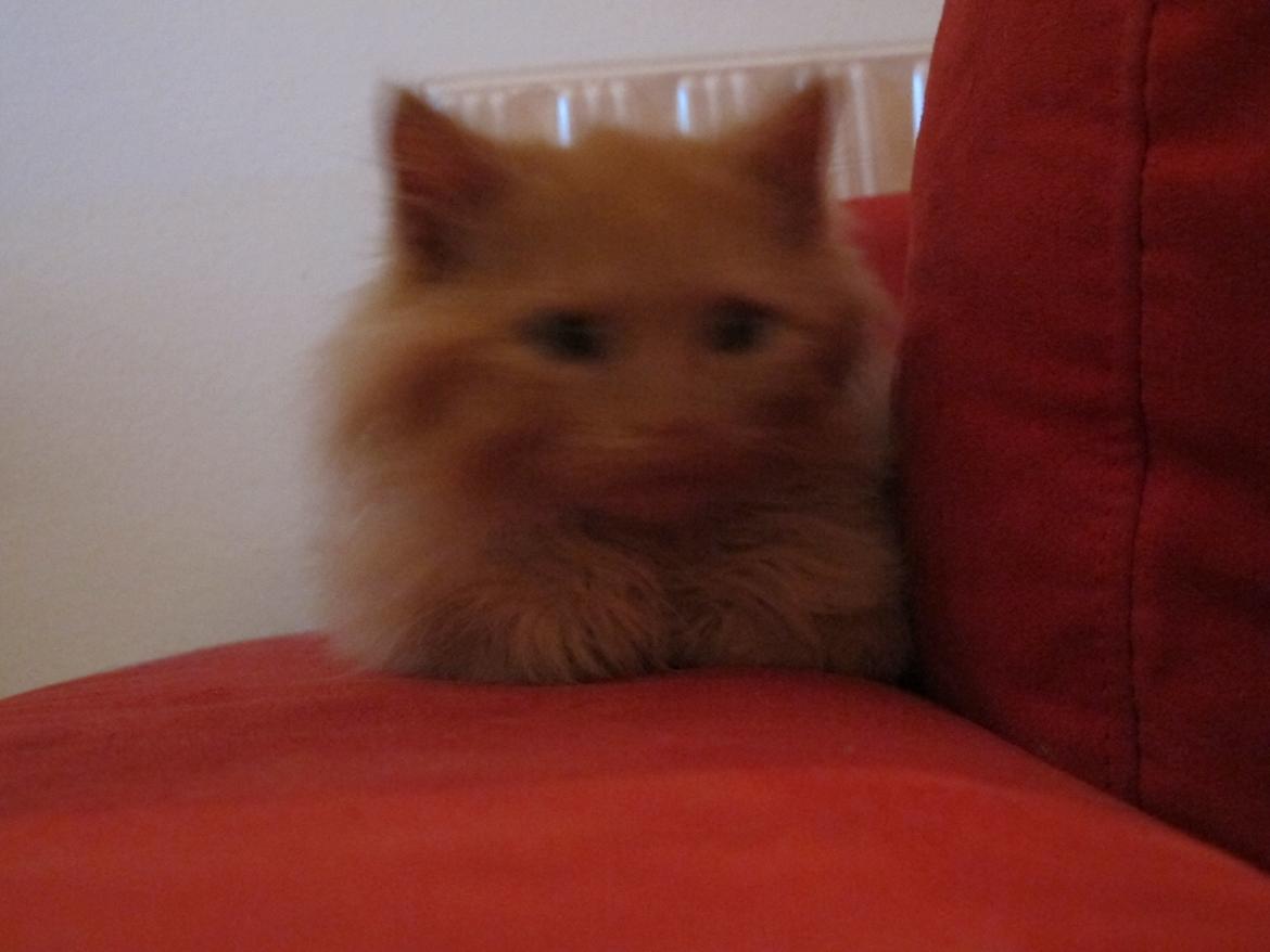 Blanding af racer Mini Mis billede 2