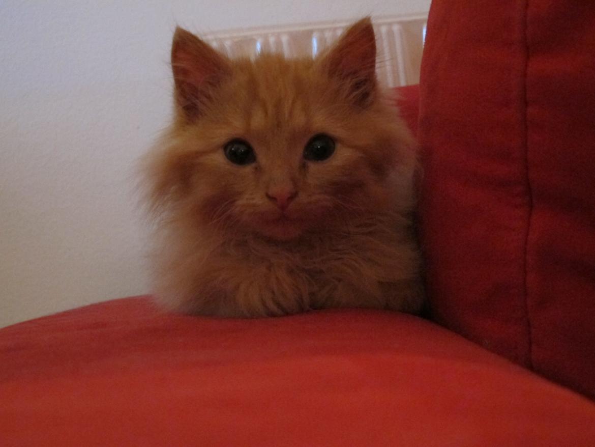 Blanding af racer Mini Mis billede 3