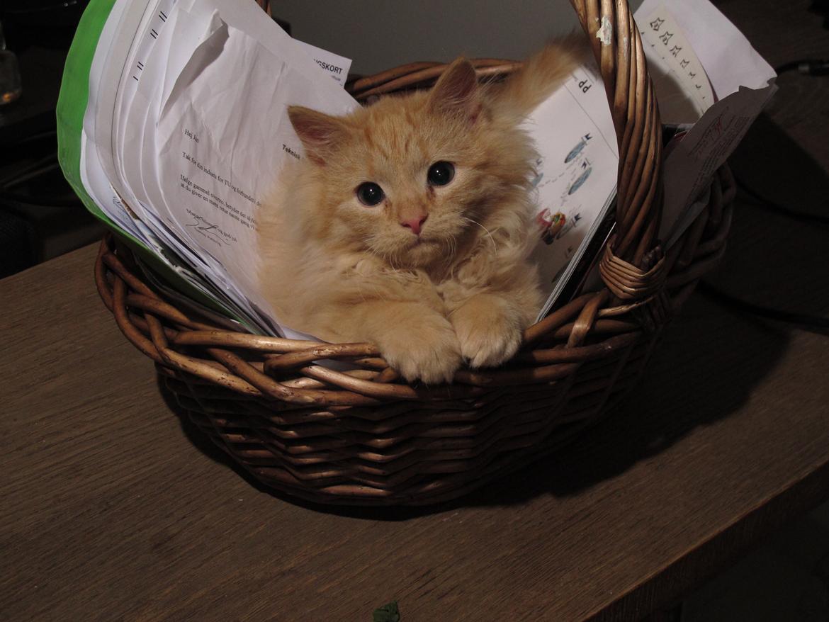 Blanding af racer Mini Mis billede 6