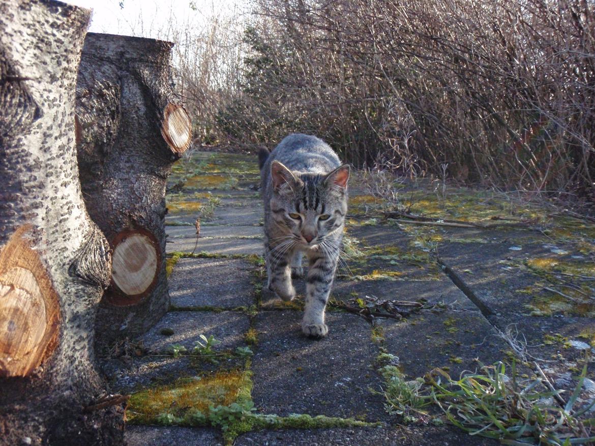 Blanding af racer Asti billede 9