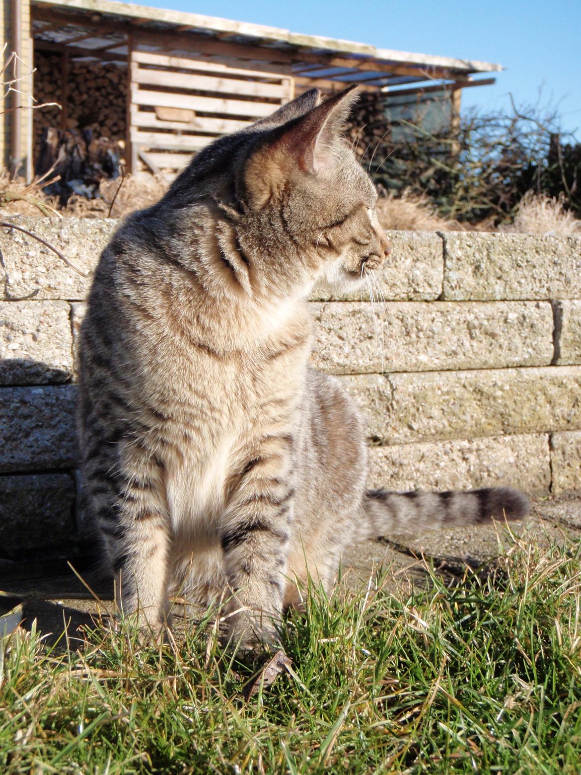 Blanding af racer Asti billede 10